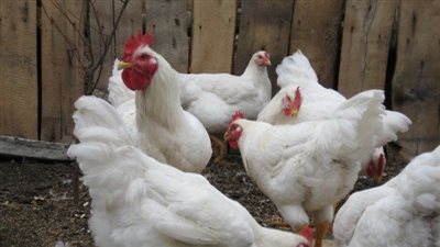  انخفاض ملحوظ في أسعار الفراخ البيضاء اليوم الإثنين 3 فبراير 2025