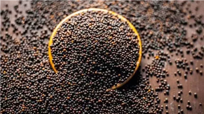 تفسير رؤية بذور الخردل وعلاقتها بالتسرع في اتخاذ القرار 