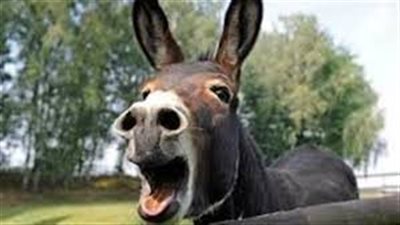  تفسير حلم سماع صوت الحمار في المنام وعلاقته بخسارة الكثير من الأموال 