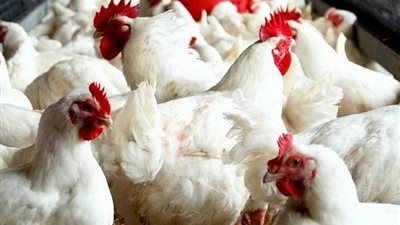 سعر الفراخ في مصر النهاردة الثلاثاء 4 فبراير 2025