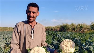 زي الشمس منور الأراضي، فرحة المزارعين بحصاد القرنبيط في قنا (فيديو)