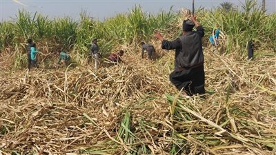 بدء موسم حصاد محصول قصب السكر في سوهاج (فيديو وصور)