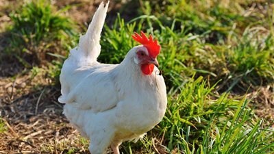  أسعار الفراخ اليوم، ارتفاع ملحوظ في أسعار الفراخ االبيضاء اليوم 