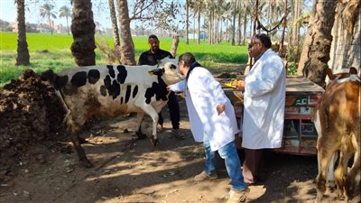 تحصين 46 ألفا و440 رأس أبقار وأغنام ضد مرض الجلد العقدي وجدري الأغنام بالدقهلية