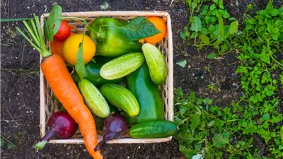 سعر الخضار اليوم،ارتفاع الفلفل والبسلة وتهاوي الطماطم والبطاطس 