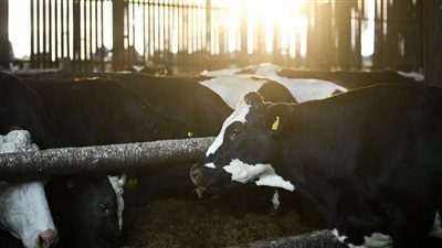 سلالة جديدة من إنفلونزا الطيور تصيب الأبقار في أمريكا