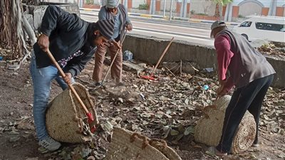 رفع شجرة سقطت بوسط الإسكندرية بسبب سوء الأحوال الجوية 