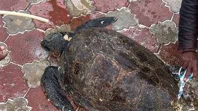 قادمة من اليونان، العثور على سلحفاة عمرها 104 سنوات في الإسكندرية (صور)