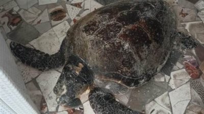 البيئة تعلن إنقاذ سلحفاة بحرية نادرة في الإسكندرية 