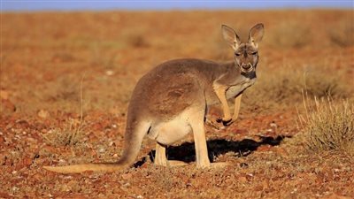 أول جنين كنغر في العالم باستخدام التلقيح الاصطناعي بأستراليا