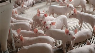 الدواء الأمريكية تبدأ إجراء تجارب سريرية لزراعة كلى الخنازير في البشر