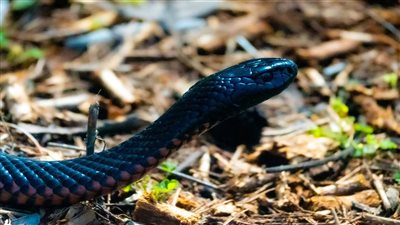 أكثر من 100 ثعبان يحتل حديقة منزل بأستراليا