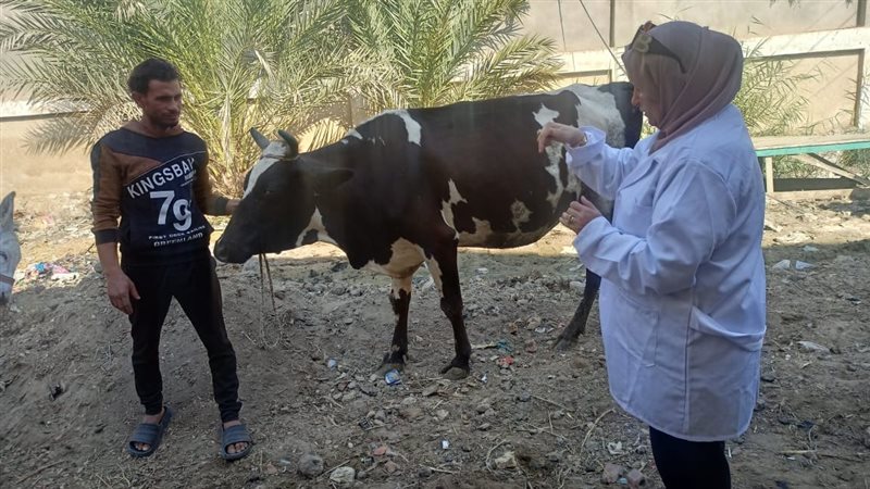 حملة التحصين ضد الحمى