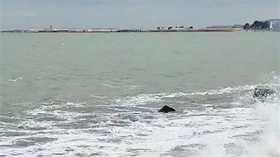 رغم الصقيع وسوء الأحوال الجوية، إقبال المواطنين على كورنيش الإسكندرية 