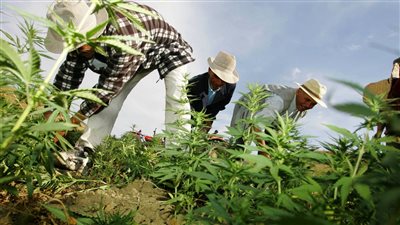انطلاق موسم زراعة الحشيش المقنن في المغرب