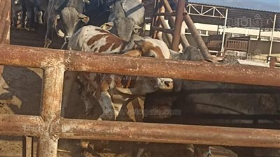 وصول عجول لأرض مشروع محطة التسمين بجنوب بورسعيد (صور)