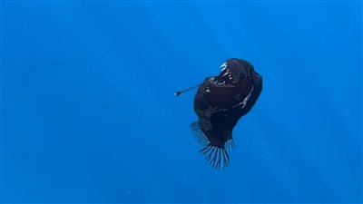 رصد سمكة الشيطان بالقرب من سواحل جزيرة إسبانية