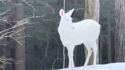 لقطات توثق ظهور حيوان نادر يعاني من طفرة جينية