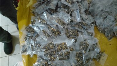 استمرار حملات مكافحة القوارض لحماية المحاصيل الزراعية بالبحيرة