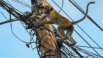  قرد يتسبب في قطع الكهرباء في سيريلانكا وغضب عارم يجتاح البلاد