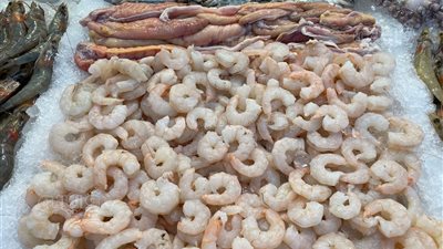 أسعار السمك اليوم بسوق العبور، الجمبري يتراجع 40 جنيها وارتفاع البوري والبلطي