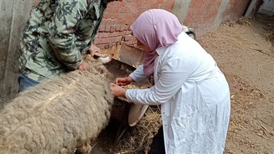 تحصين 134 ألف رأس ماشية ضد مرض الجلد العقدى بالشرقية