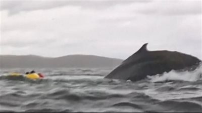 فيديو يحبس الأنفاس، حوت يبتلع مغامرا من هواة التجديف ونجاة الأخير بأعجوبة 