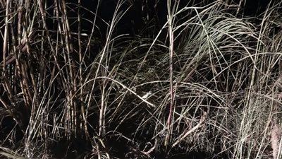 حريق يلتهم 10 أفدنة من القصب بسوهاج (صور)