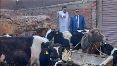 تحصين 91 ألفا و215 رأس أبقار وأغنام ضد مرضي الجدري والجلد العقدي بالدقهلية