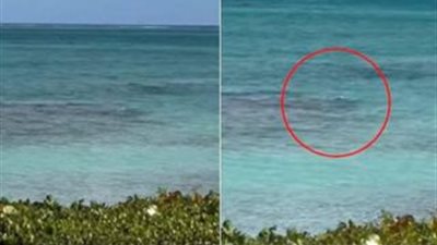 أكل يديها، هجوم شرس لسمكة قرش على سائحة في الكاريبي