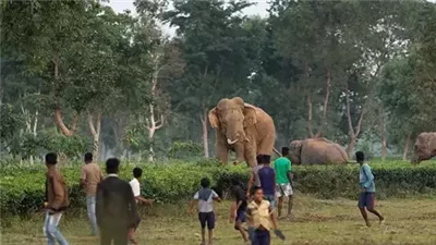 مصرع وإصابة 33 شخصا في هجوم أفيال بمهرجان هندي 