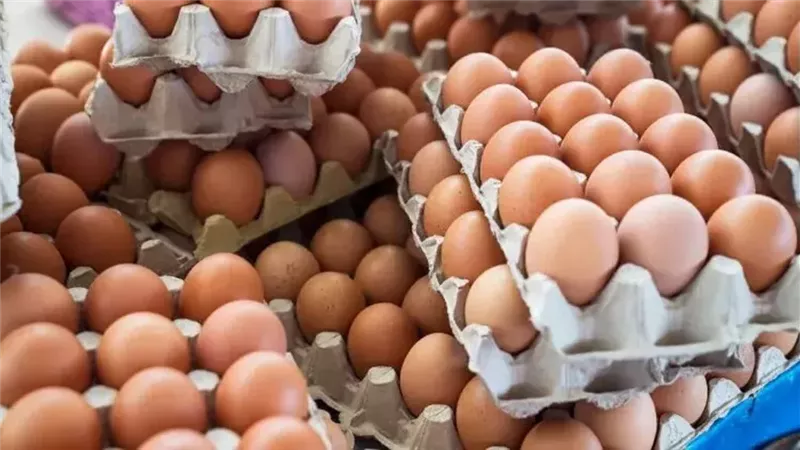 سعر كرتونة البيض