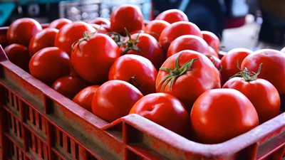  كيلو الطماطم بجنيه، استقرار أسعار الخضروات في سوق الساحل استعدادا لشهر رمضان  (فيديو وصور)