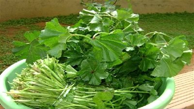 فوائد الخبيزة، تقوي مناعتك وتحميك من نزلات البرد