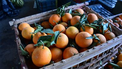 ارتفاع أسعار البرتقال والموز وانخفاض مرتقب للفراولة.. ننشر أسعار الفاكهة في سوق الساحل بمصر القديمة.. والتجار تستعد لتلبية الطلب المتزايد مع اقتراب شهر رمضان (فيديو وصور))