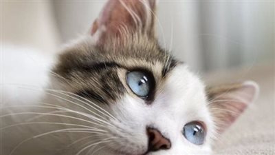 الكويت تستضيف مسابقة أجمل قطة فى منطقة الشرق الأوسط