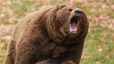 نجاة عائلة بأعجوبة من هجوم دب في سلوفاكيا