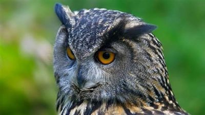  تفسير رؤية البومة في المنام وعلاقتها بسماع أخبار سيئة 