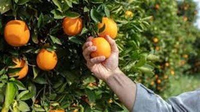 تفسير رؤية البرتقال في المنام وعلاقتها بكشف الأمور الخفية 