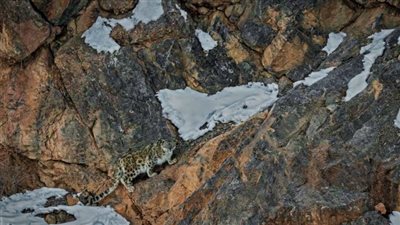 رحلة مليئة بالإثارة، صور توثق تخفي نمور الثلوج مع الجبال