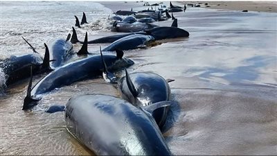 جنوح جماعي، أكثر من 150 حوتا ملقاة على شاطئ أسترالي (صور)