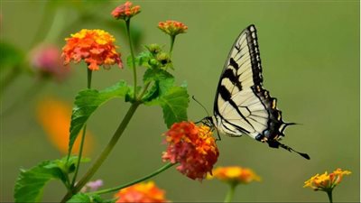 في تحد على الإنترنت، مصرع مراهق حقن نفسه بفراشة ميتة