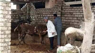 تحصين أكثر من 114 ألف رأس أبقار وأغنام ضد مرض الجلد العقدي والجدري بالدقهلية