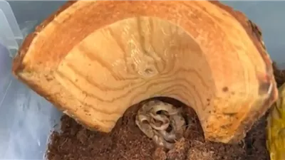  انتقلت من الإكوادور لإنجلترا، العثور على أفعى سامة داخل شحنة موز