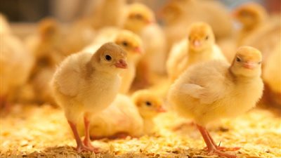 أسعار الكتاكيت والبط اليوم الخميس 20 فبراير 2025