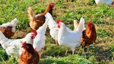  ارتفاع سعر الفراخ اليوم الخميس 20 فبراير 2025 