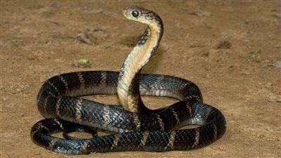 تفسير حلم لدغة الثعبان في المنام وعلاقته بالأزمات النفسية