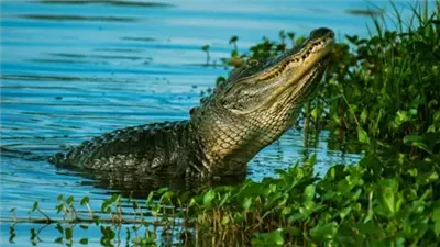 تمساح يهاجم طفلا عمره 10 سنوات داخل نهر في إندونيسيا 