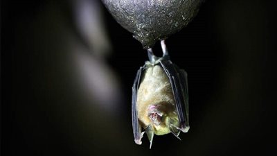 شبيه كوفيد، اكتشاف فيروس جديد لدى الخفافيش في الصين