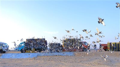 11 محافظة تشارك فى سباق الجمهورية للحمام الزاجل بسوهاج (صور)